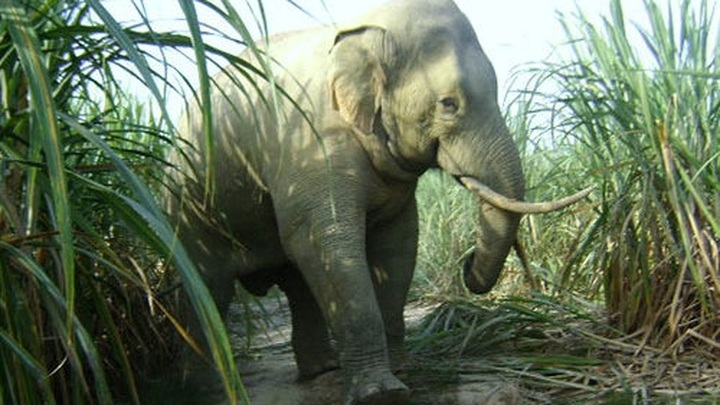 Dong Nai: Elephant reared in semi-wild pregnant for the first time - 1