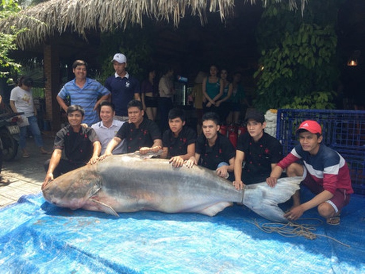 Mekong Catfish sold to HCM City restaurant - 1