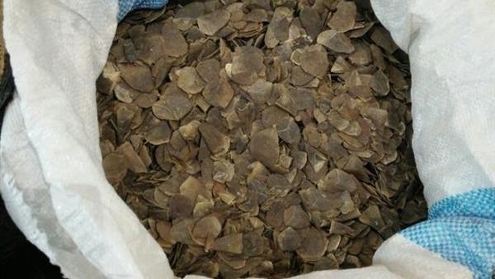 Smuggled pangolin scales discovered at Noi Bai airport - 1 Smuggled pangolin scales discovered at Noi Bai airport - 1