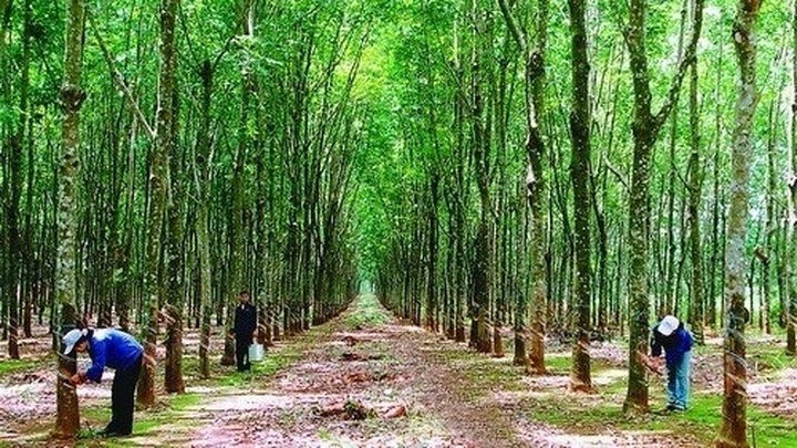 Vietnam’s company to plant 500 ha of rubber in Laos - 1