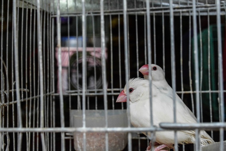 Bird selling booms for July festival - 4