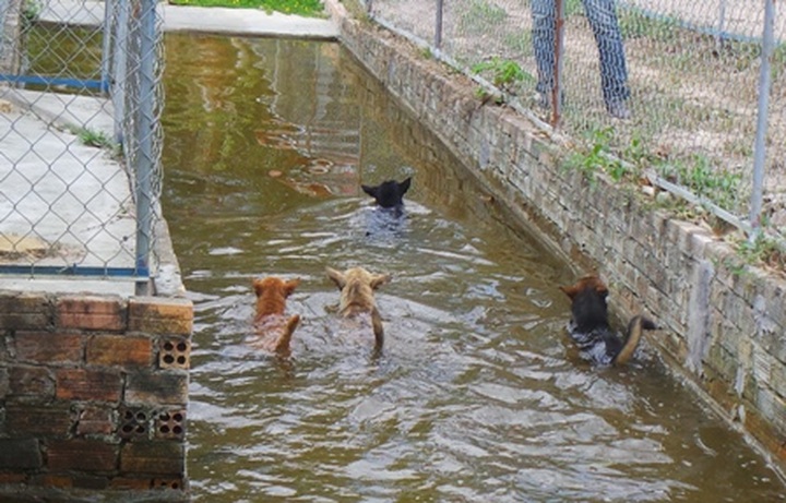 Exciting dog racing in Phu Quoc - 4 Exciting dog racing in Phu Quoc - 4