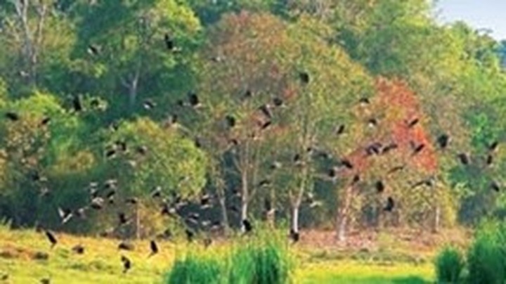 Cat Tien national park develops ecotourism - 1