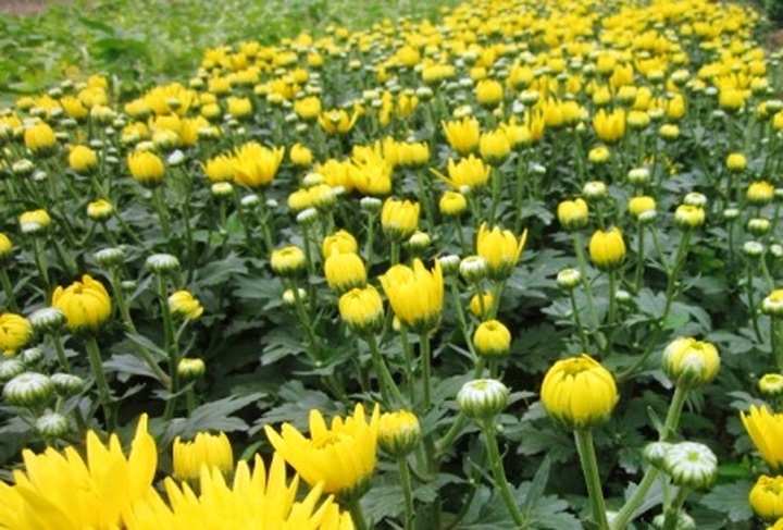 Phu Van flower village before Tet - 6