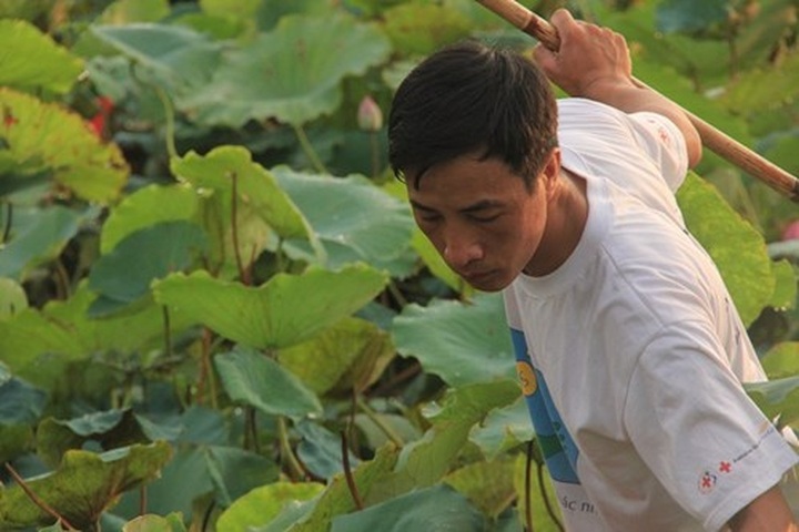 Hanoi’s lotus tea-making art - 4