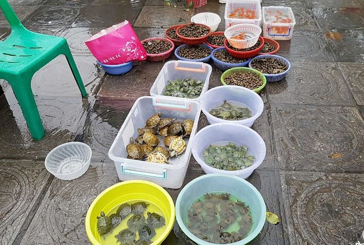 Released fish, turtles caught for sales again in front of Hanoi pagoda - 1 Released fish, turtles caught for sales again in front of Hanoi pagoda - 1
