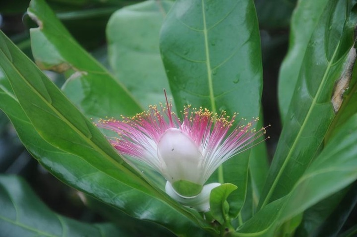 Tet preparations at Truong Sa Islands - 7 Tet preparations at Truong Sa Islands - 7
