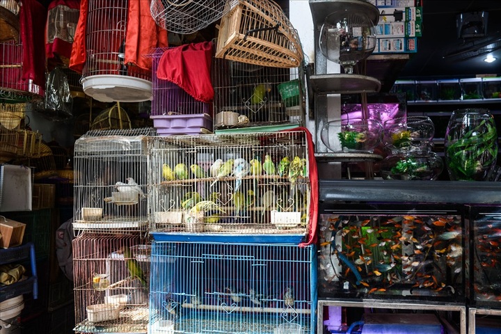 Bird selling booms for July festival - 5