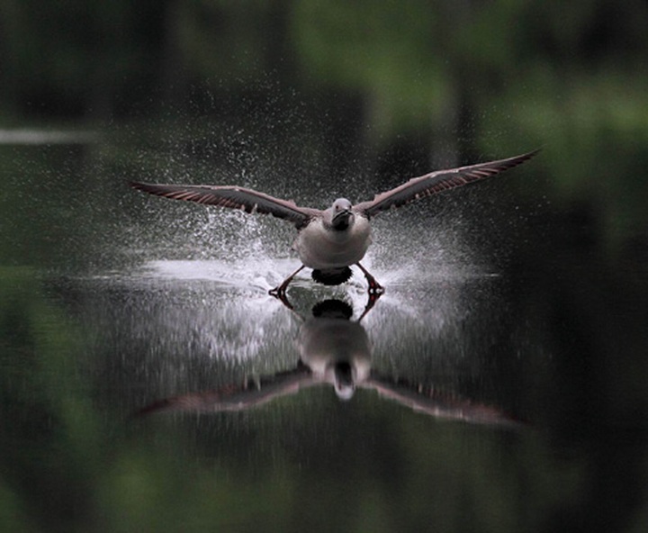 International Artistic Photo Contest celebrates fine photographic talent - 6