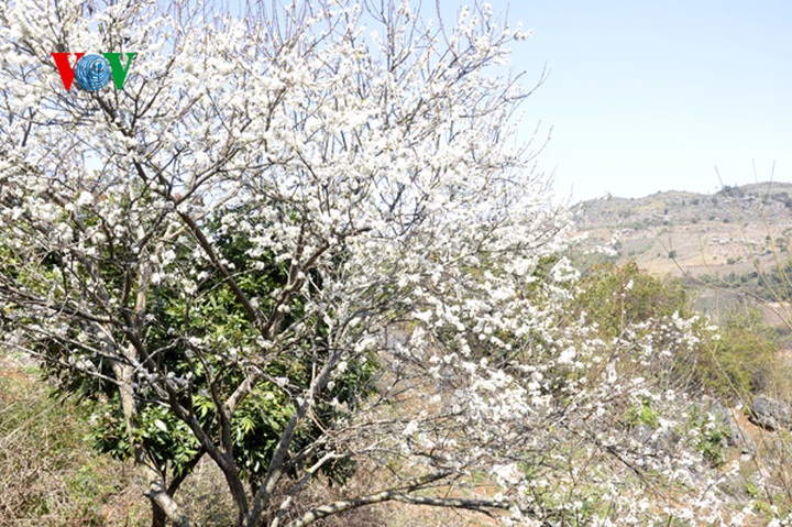 Plum trees in full bloom - 5