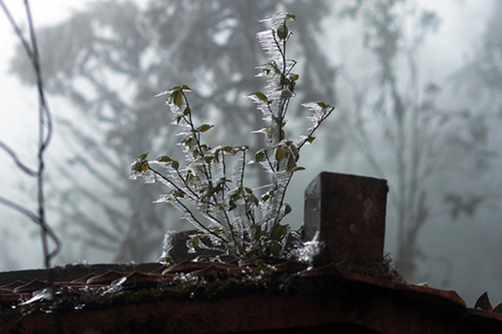 Cold spell threatens Sapa livestock - 4