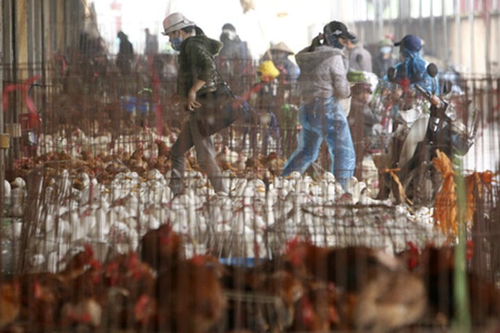 Bird flu scare prompts tighter restrictions - 4 Bird flu scare prompts tighter restrictions - 4