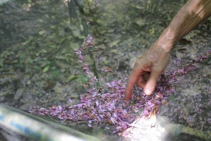 Climate change caused by more carbon dioxide emissions leads to more flower blooms in tropical forest: study - 1 Climate change caused by more carbon dioxide emissions leads to more flower blooms in tropical forest: study - 1