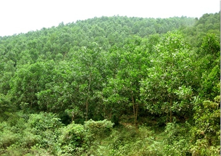 National programme targets 42% forest cover by 2020 - 1 National programme targets 42% forest cover by 2020 - 1
