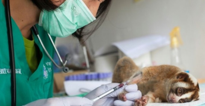 Hi-tech conservationists fight Indonesia wildlife crime - 1