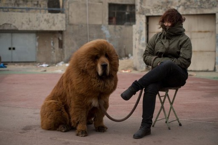 China zoo under fire for disguising dog as lion - 1 China zoo under fire for disguising dog as lion - 1