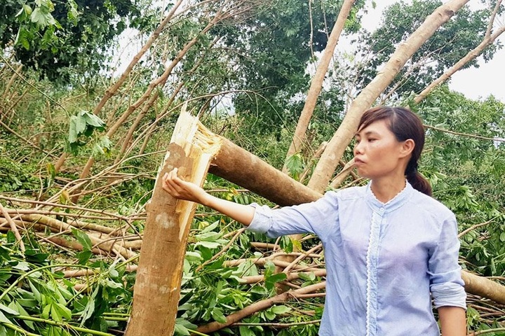 Quang Binh rubber plantations destroyed Storm Doksuri - 1