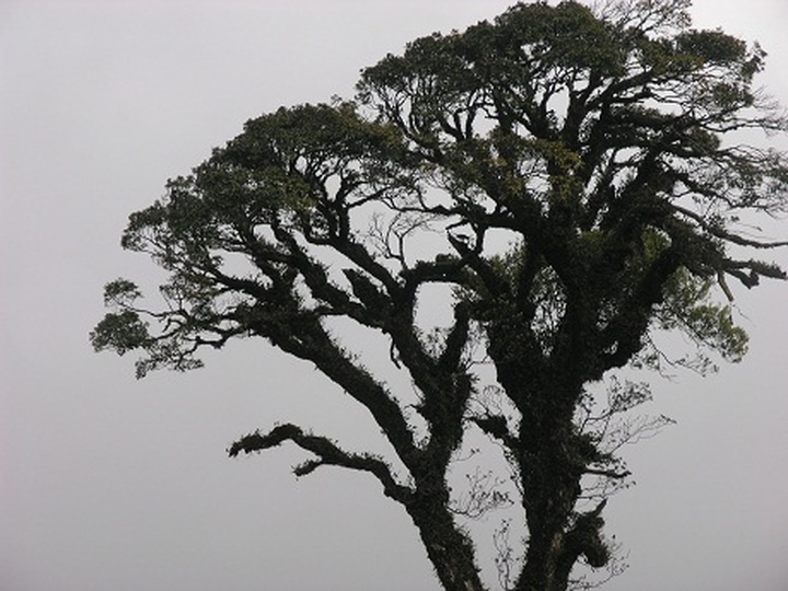 Rare plants make Hoang Lien National Park attractive to visitors - 3 Rare plants make Hoang Lien National Park attractive to visitors - 3