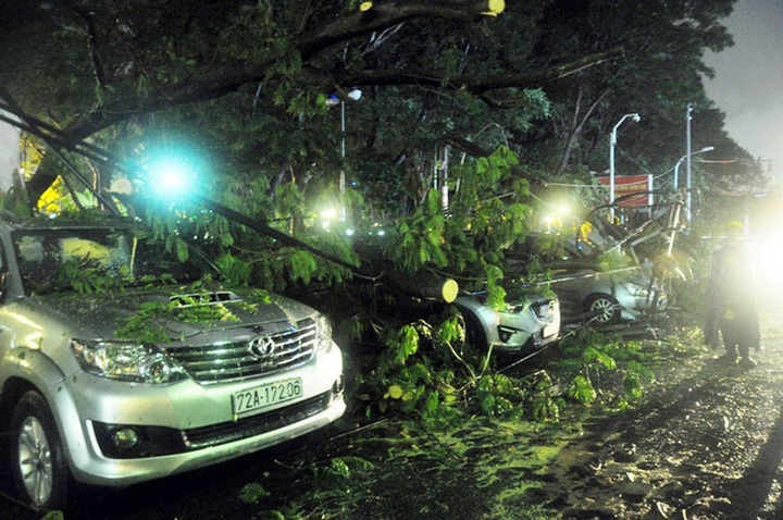 HCM City storm sees fallen tree hit cars - 1 HCM City storm sees fallen tree hit cars - 1