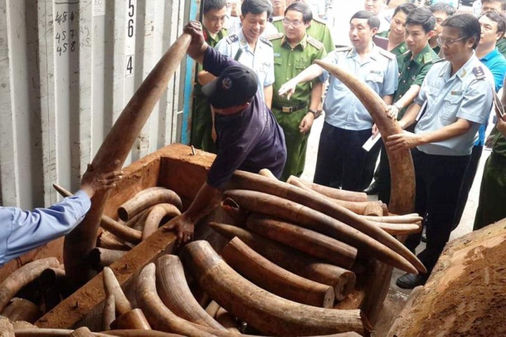 Large amount of ivory seized at southern port - 1