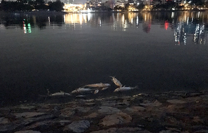 Tonnes of fish found dead in Hanoi lake - 3 Tonnes of fish found dead in Hanoi lake - 3