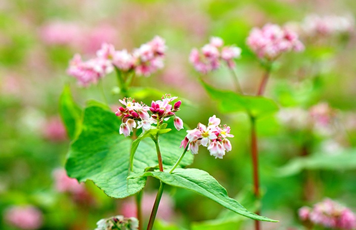 Buckwheat flowers bloom in Ha Giang - 3