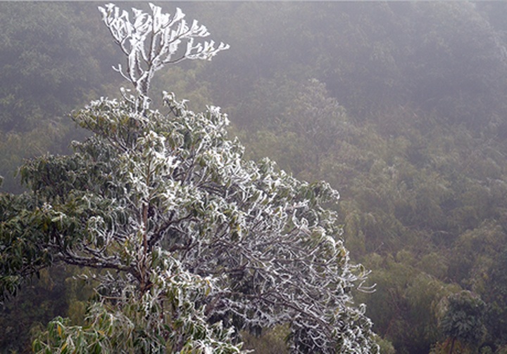 Cold spell threatens Sapa livestock - 6