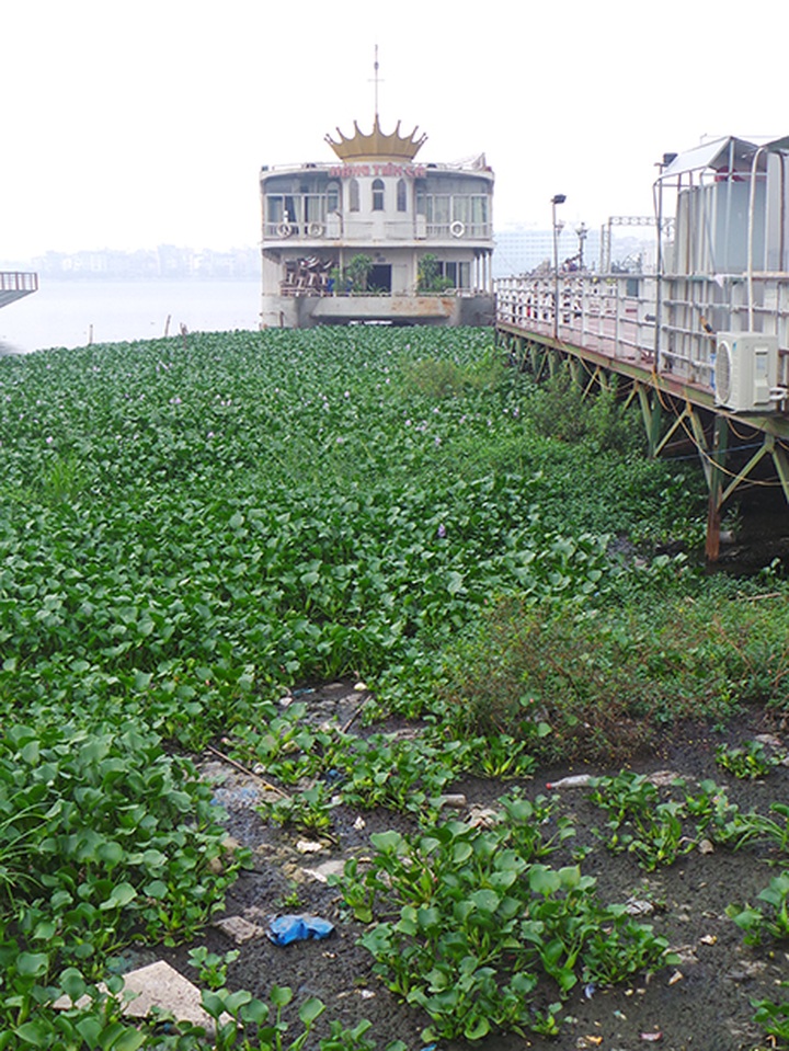 Proliferation of restaurants around West Lake causes pollution - 6 Proliferation of restaurants around West Lake causes pollution - 6