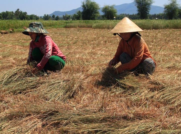 Farmers turn drought-ruined paddy over to cows - 1
