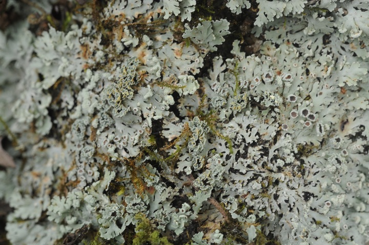 New species of Lichen named after Dilmah founder - 4 New species of Lichen named after Dilmah founder - 4