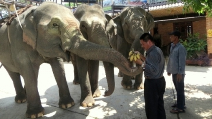 ‘Elephant’ community-based tourism generates stable income for locals - 1