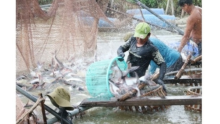 Vietnam’s tra fish exports exceed US$2 billion for first time - 1