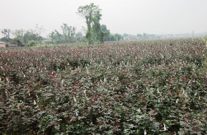 Phu Van flower village before Tet - 15
