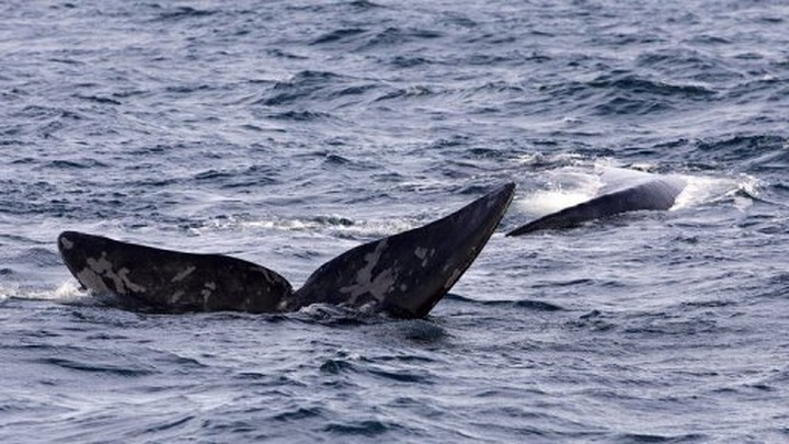 Dead southern right whale excites scientists - 1
