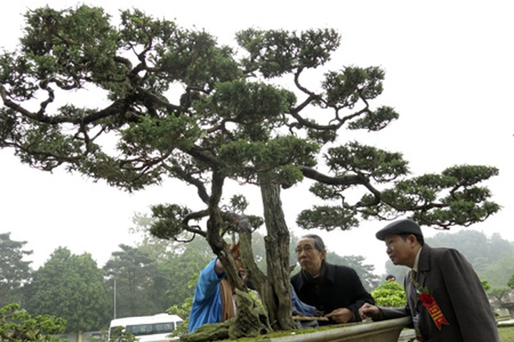 Rare bonsai exhibition in Hanoi - 6 Rare bonsai exhibition in Hanoi - 6