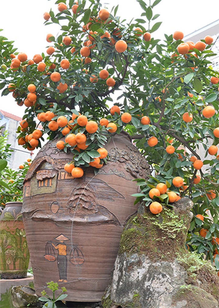 Tet trees in a jar win fans in Hanoi - 6 Tet trees in a jar win fans in Hanoi - 6