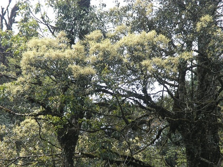Rare plants make Hoang Lien National Park attractive to visitors - 4 Rare plants make Hoang Lien National Park attractive to visitors - 4