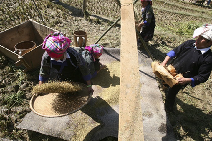 Farming competition at Mu Cang Chai terraced field - 7