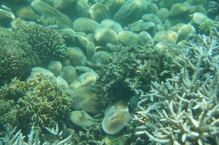 Snorkelling in Nha Trang - 5
