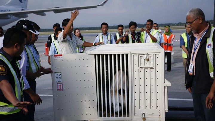 2 pandas arrive in Malaysia from China after delay - 1