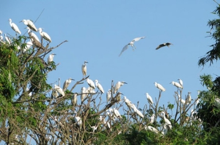 Hai Duong’s Stork Island becomes national relic site - 1