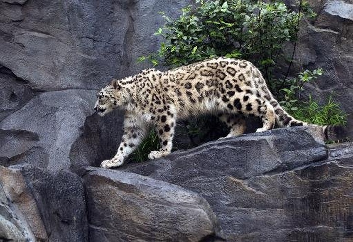 Out of Asia: earliest big cat found in Tibet - 1