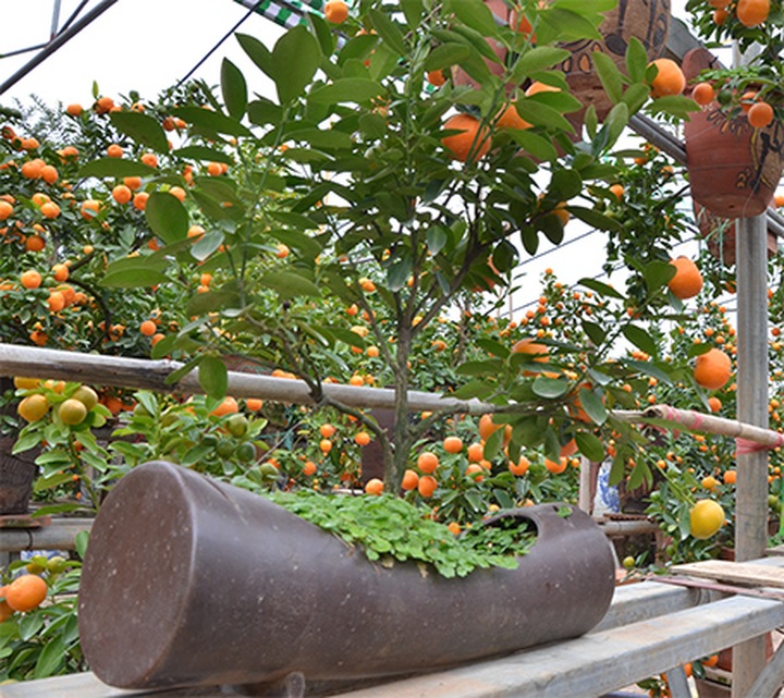 Tet trees in a jar win fans in Hanoi - 7 Tet trees in a jar win fans in Hanoi - 7