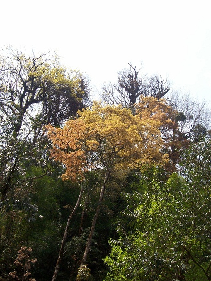 Rare plants make Hoang Lien National Park attractive to visitors - 5 Rare plants make Hoang Lien National Park attractive to visitors - 5
