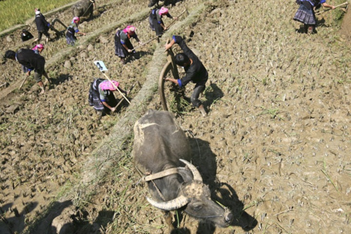 Farming competition at Mu Cang Chai terraced field - 8