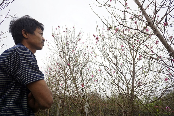 Peach growers prepare for Tet Holiday - 8 Peach growers prepare for Tet Holiday - 8