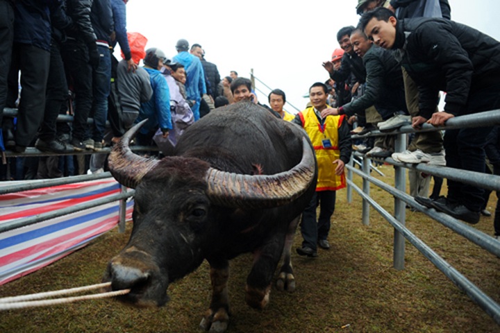 First buffalo fighting festival in Hanoi - 8 First buffalo fighting festival in Hanoi - 8