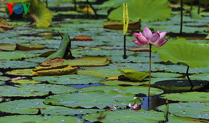 Lotus blossoming in Hue - 8 Lotus blossoming in Hue - 8