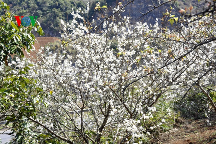 Plum trees in full bloom - 8