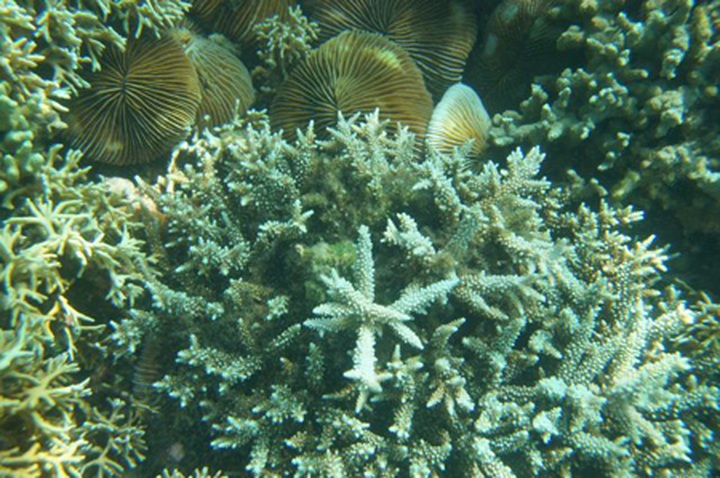 Snorkelling in Nha Trang - 6